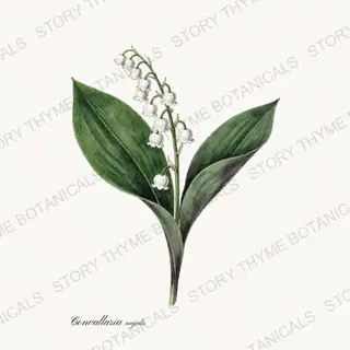 Lily of the Valley — vintage botanical Poisonous Plants print on a white background