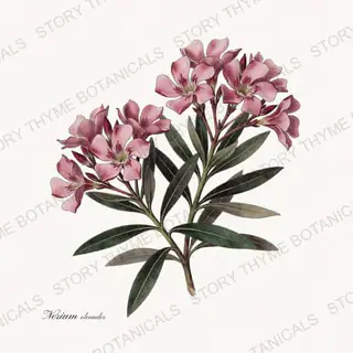 Oleander — vintage botanical Poisonous Plants print on a white background