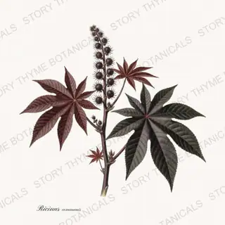 Castor Bean — vintage botanical Poisonous Plants print on a white background