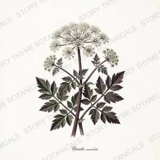Water Hemlock — vintage botanical Poisonous Plants print on a white background