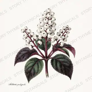 Dolls Eyes — vintage botanical Poisonous Plants print on a white background