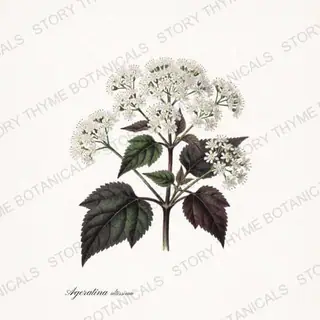 White Snakeroot — vintage botanical Poisonous Plants print on a white background