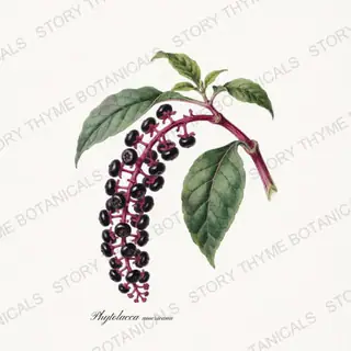 Pokeweed — vintage botanical Poisonous Plants print on a white background
