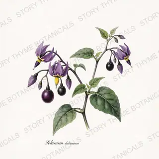 Bittersweet — vintage botanical Poisonous Plants print on a white background