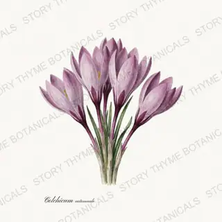 Autumn Crocus — vintage botanical Poisonous Plants print on a white background