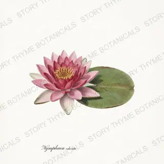 Water Lily — vintage botanical Pond & Water Garden print on a white background