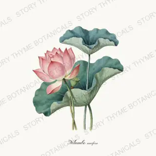 Sacred Lotus — vintage botanical Pond & Water Garden print on a white background