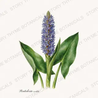 Pickerelweed — vintage botanical Pond & Water Garden print on a white background