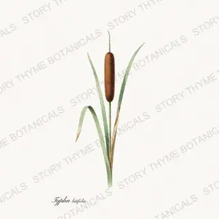 Cattail — vintage botanical Pond & Water Garden print on a white background