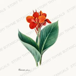 Water Canna — vintage botanical Pond & Water Garden print on a white background
