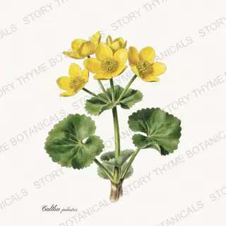 Marsh Marigold — vintage botanical Pond & Water Garden print on a white background