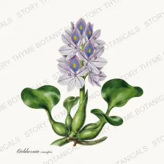 Water Hyacinth — vintage botanical Pond & Water Garden print on a white background