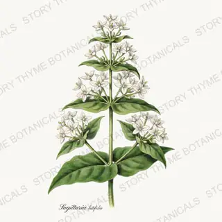 Arrowhead — vintage botanical Pond & Water Garden print on a white background