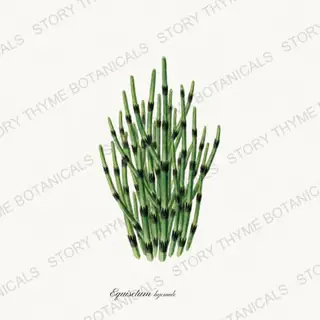 Horsetail — vintage botanical Pond & Water Garden print on a white background