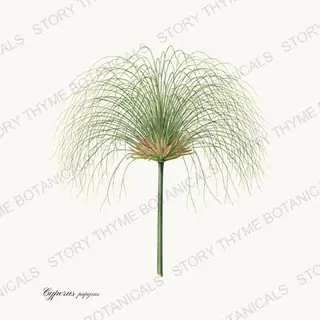 Papyrus — vintage botanical Pond & Water Garden print on a white background