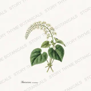 Lizards Tail — vintage botanical Pond & Water Garden print on a white background