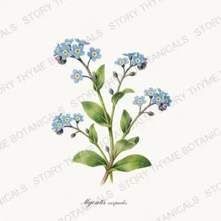 Water Forget Me Not — vintage botanical Pond & Water Garden print on a white background