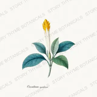 Golden Club — vintage botanical Pond & Water Garden print on a white background