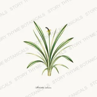 Sweet Flag — vintage botanical Pond & Water Garden print on a white background