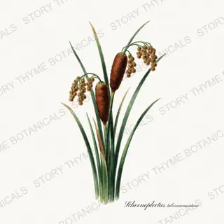 Bulrush — vintage botanical Pond & Water Garden print on a white background