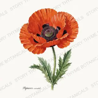 Oriental Poppy — vintage botanical Poppies print on a white background