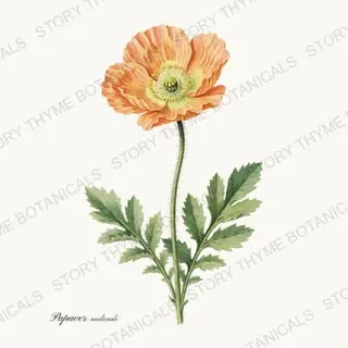 Icelandic Poppy — vintage botanical Poppies print on a white background