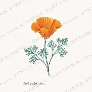 California Poppy — vintage botanical Poppies print on a white background