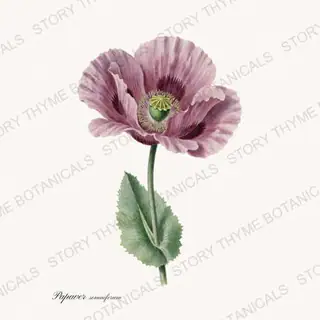 Breadseed Poppy — vintage botanical Poppies print on a white background