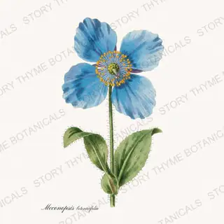 Himalayan Blue Poppy — vintage botanical Poppies print on a white background