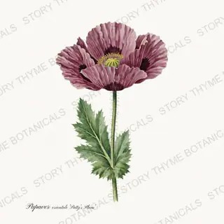 Pattys Plum — vintage botanical Poppies print on a white background