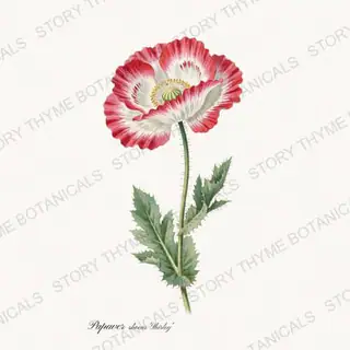 Shirley Poppy — vintage botanical Poppies print on a white background
