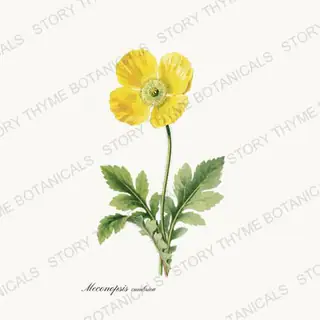 Welsh Poppy — vintage botanical Poppies print on a white background
