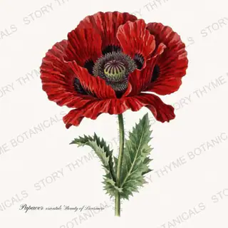 Beauty of Livermere — vintage botanical Poppies print on a white background