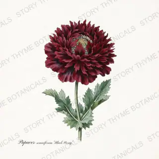 Black Peony — vintage botanical Poppies print on a white background