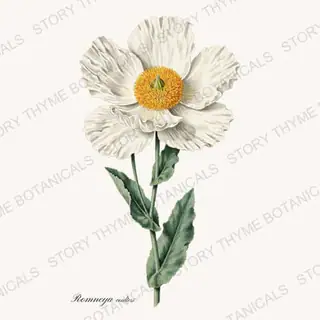 Matilija Poppy — vintage botanical Poppies print on a white background