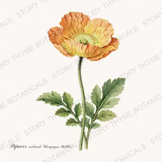 Champagne Bubbles — vintage botanical Poppies print on a white background