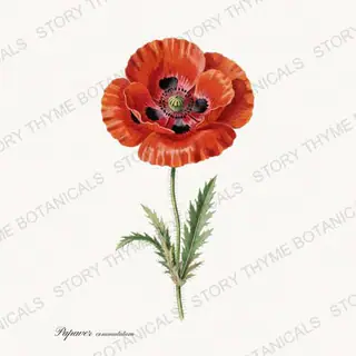 Ladybird Poppy — vintage botanical Poppies print on a white background