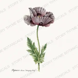 Amazing Grey — vintage botanical Poppies print on a white background