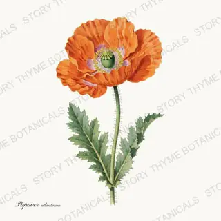 Atlas Poppy — vintage botanical Poppies print on a white background