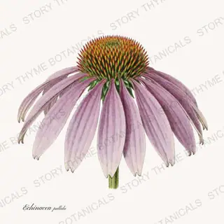 Pale Coneflower — vintage botanical Prairie Flowers print on a white background