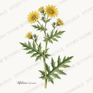 Compass Plant — vintage botanical Prairie Flowers print on a white background