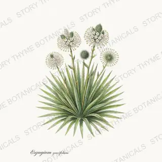 Rattlesnake Master — vintage botanical Prairie Flowers print on a white background
