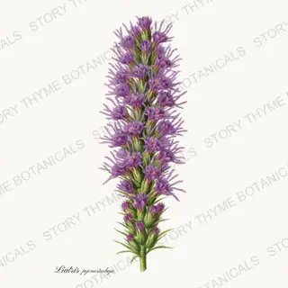 Prairie Blazing Star — vintage botanical Prairie Flowers print on a white background