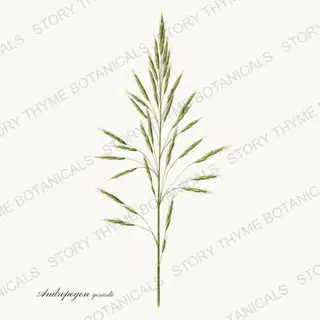 Big Bluestem — vintage botanical Prairie Flowers print on a white background