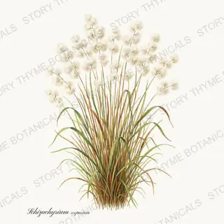 Little Bluestem — vintage botanical Prairie Flowers print on a white background