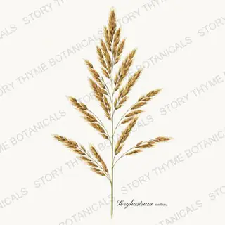 Indian Grass — vintage botanical Prairie Flowers print on a white background
