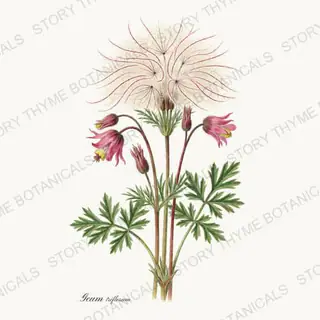 Prairie Smoke — vintage botanical Prairie Flowers print on a white background