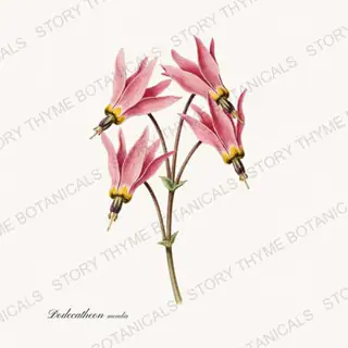Shooting Star — vintage botanical Prairie Flowers print on a white background