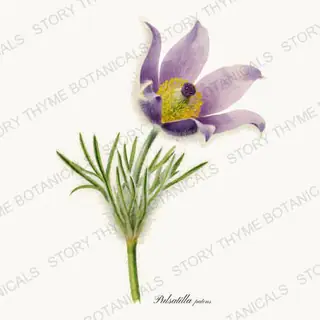 Pasque Flower — vintage botanical Prairie Flowers print on a white background