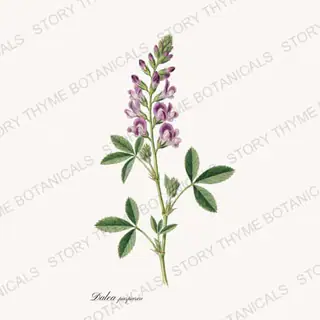 Prairie Clover — vintage botanical Prairie Flowers print on a white background